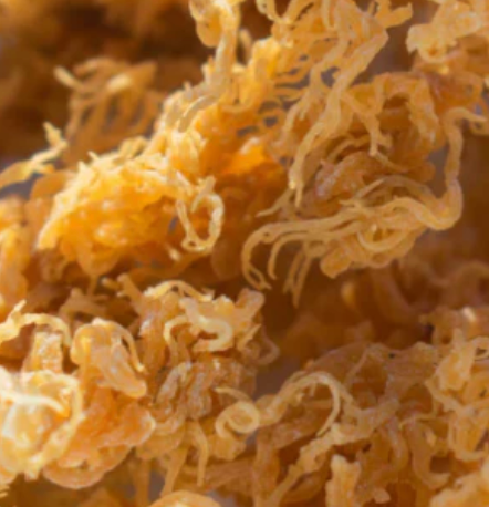 Irish Sea Moss